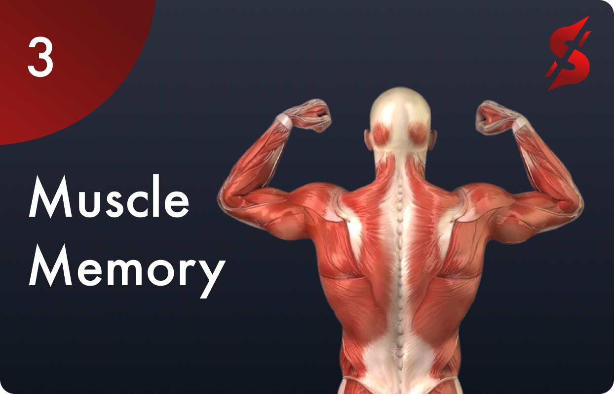 Muscle structure in a human body